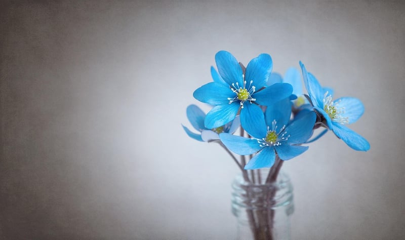 Spring Blooms